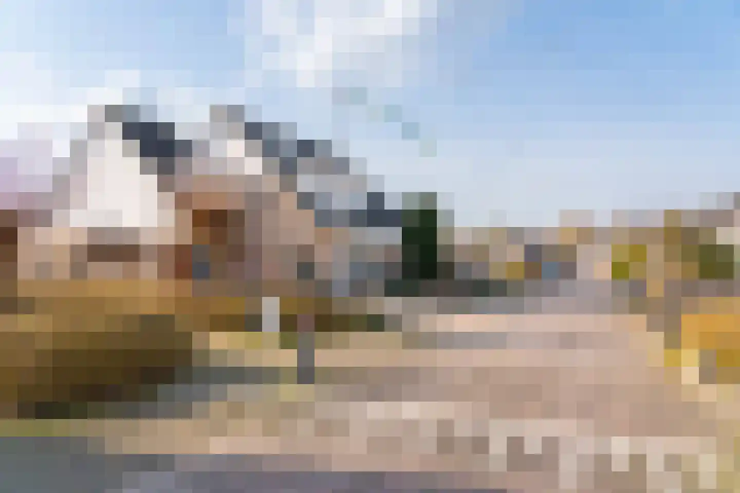 Havikskruid 4 Swifterbant thumbnail 9