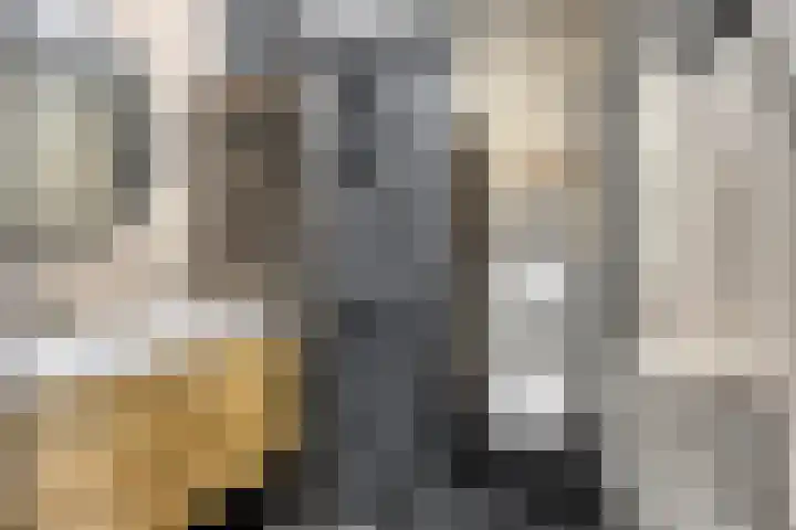 Havikskruid 43 Berghem thumbnail 10