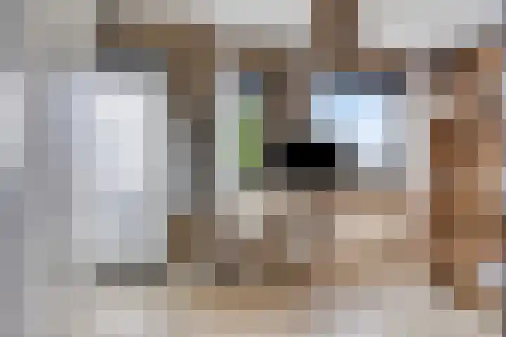 Havikskruid 43 Berghem thumbnail 13