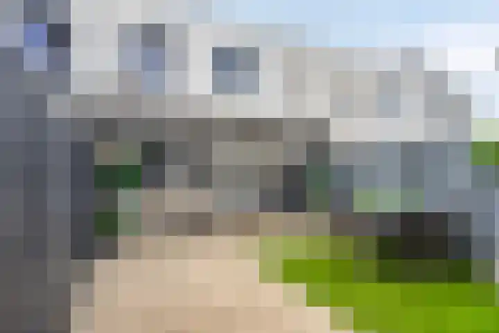 Havikskruid 43 Berghem thumbnail 18