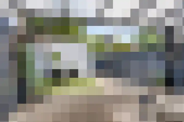 Havikskruid 43 Berghem thumbnail 19
