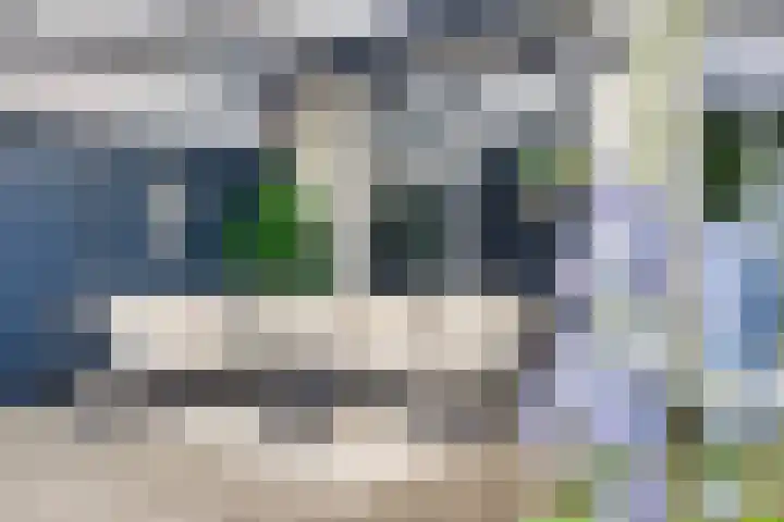 Havikskruid 43 Berghem thumbnail 22