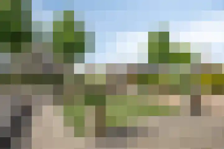Havikskruid 43 Berghem thumbnail 25