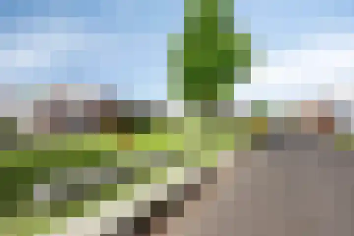 Havikskruid 43 Berghem thumbnail 26