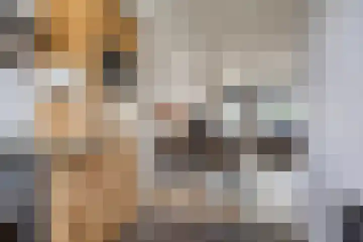 Havikskruid 43 Berghem thumbnail 6