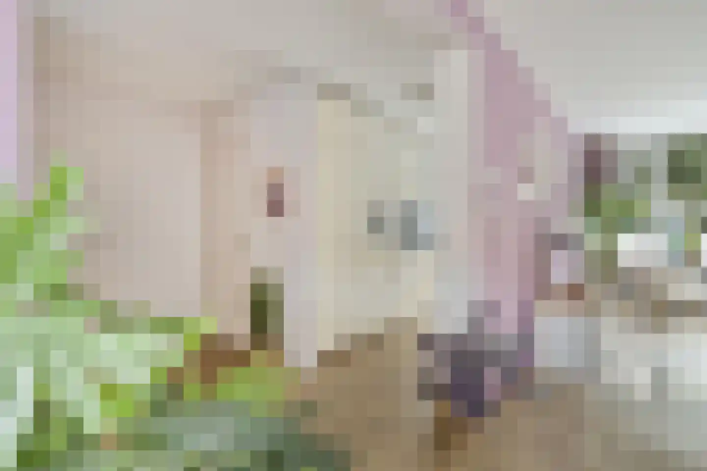 Havikskruid 46 Kampen thumbnail 8