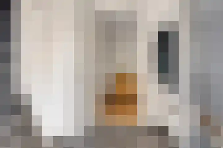 Havikskruid 5 Elsloo thumbnail 10