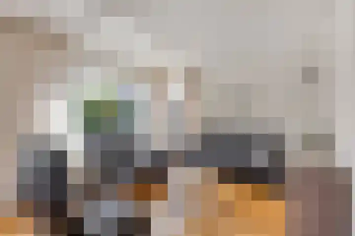 Havikskruid 5 Elsloo thumbnail 14