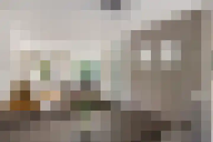 Havikskruid 5 Elsloo thumbnail 18