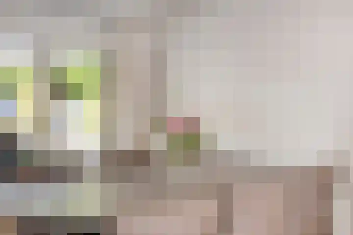 Havikskruid 5 Elsloo thumbnail 19