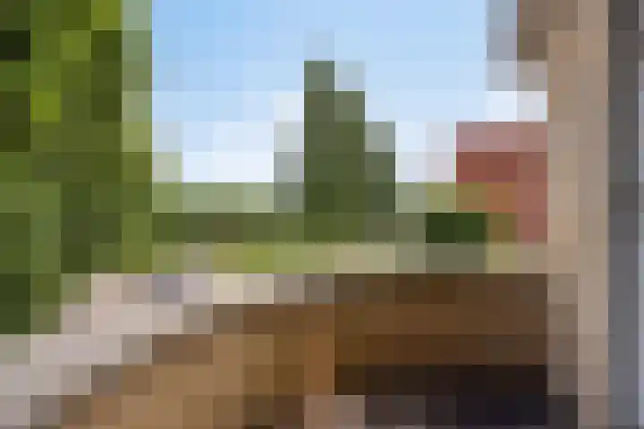 Havikskruid 5 Elsloo thumbnail 28