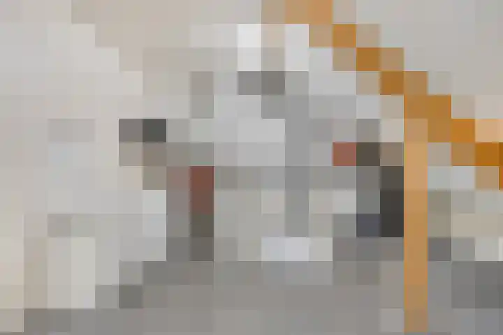 Havikskruid 5 Elsloo thumbnail 36
