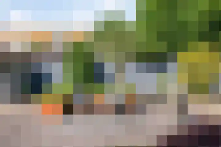 Havikskruid 5 Elsloo thumbnail 38