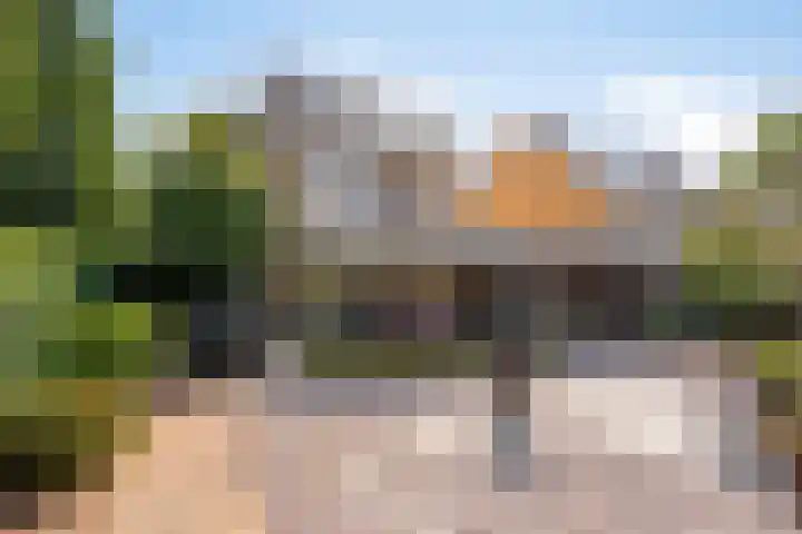 Havikskruid 5 Elsloo thumbnail 4