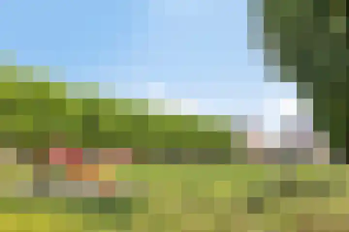 Havikskruid 5 Elsloo thumbnail 44