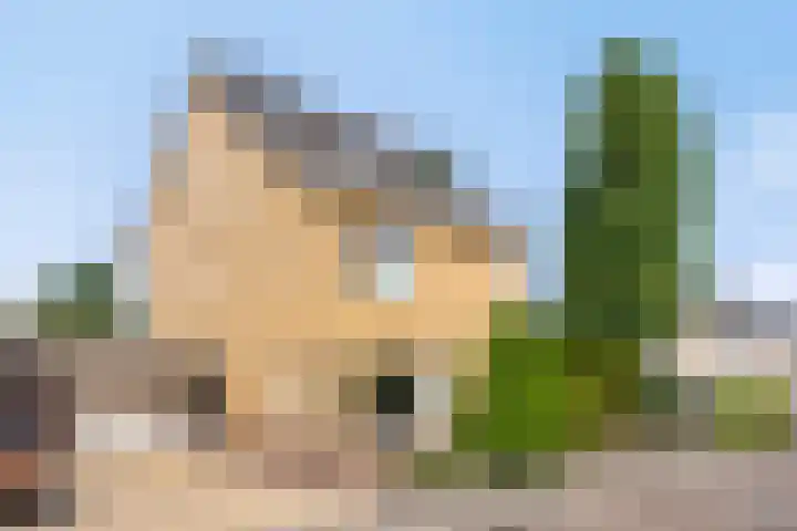 Havikskruid 5 Elsloo thumbnail 45