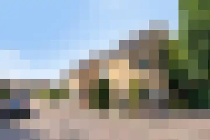 Havikskruid 5 Elsloo thumbnail 5