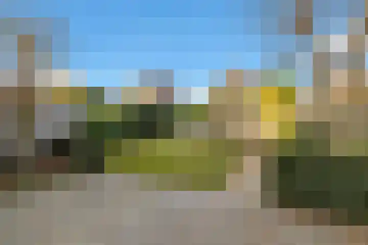 Havikskruid 51 Berghem thumbnail 44