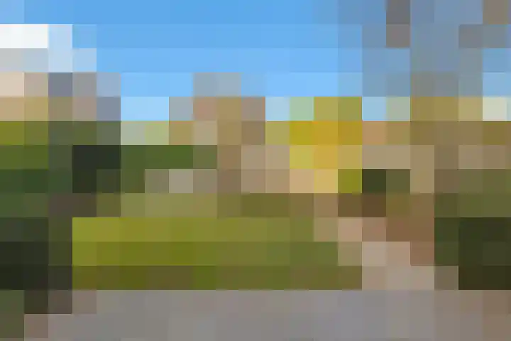 Havikskruid 51 Berghem thumbnail 45