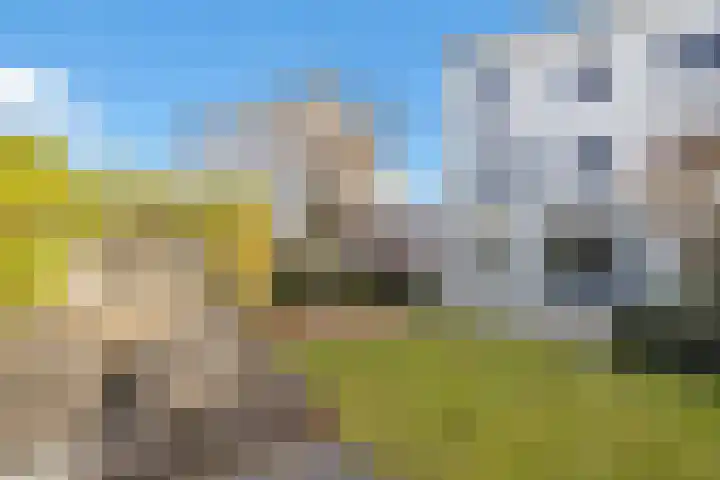 Havikskruid 51 Berghem thumbnail 47