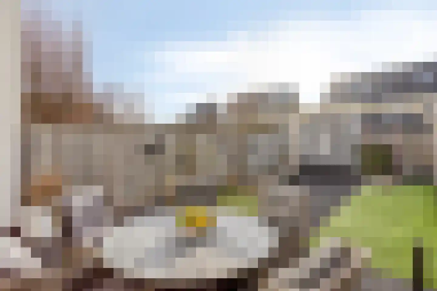 Havikskruid 62 Berghem thumbnail 27