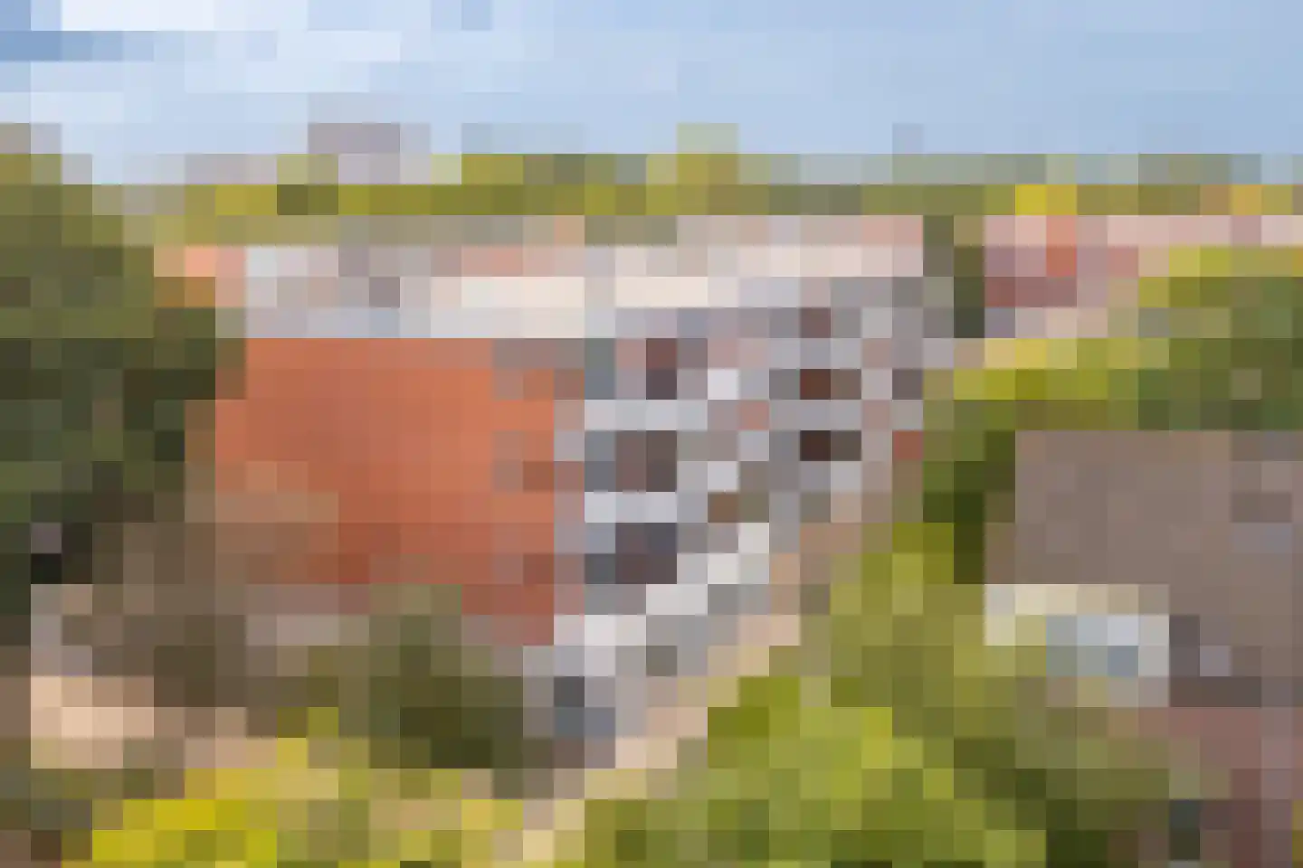 Havikskruid 68 Diemen thumbnail 7