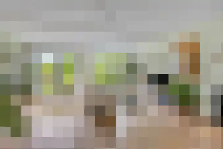 Havikskruid 76 Berghem thumbnail 12