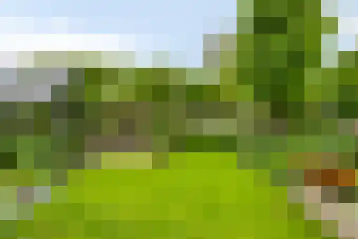 Havikskruid 76 Berghem thumbnail 35
