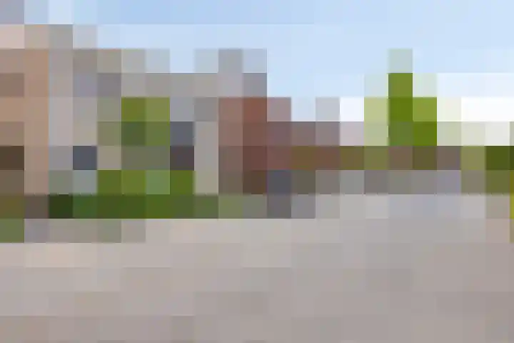 Havikskruid 76 Berghem thumbnail 5