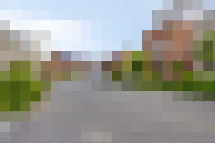 Havikskruid 76 Berghem thumbnail 6