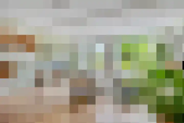 Havikskruid 76 Berghem thumbnail 8