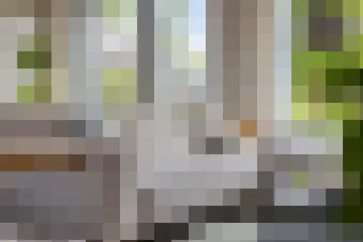 Havikskruid 76 Berghem thumbnail 9