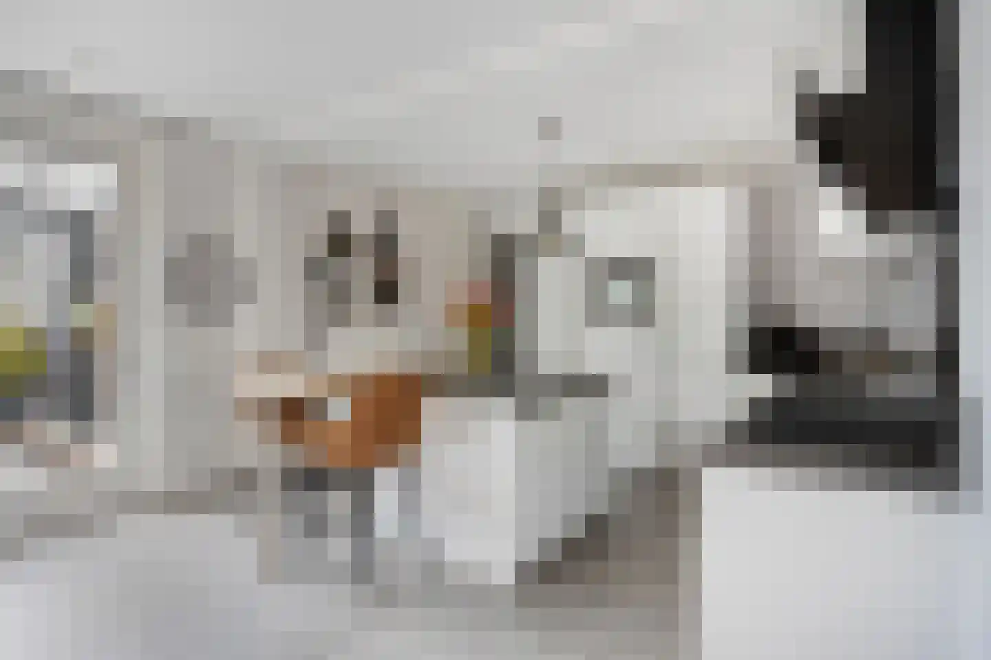 Havikskruid 87 Berghem thumbnail 10