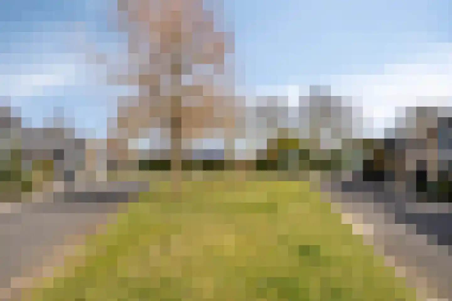 Havikskruid 87 Berghem thumbnail 33