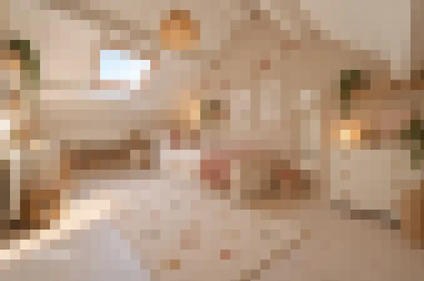 Havikskruid 87 Zeewolde thumbnail 23
