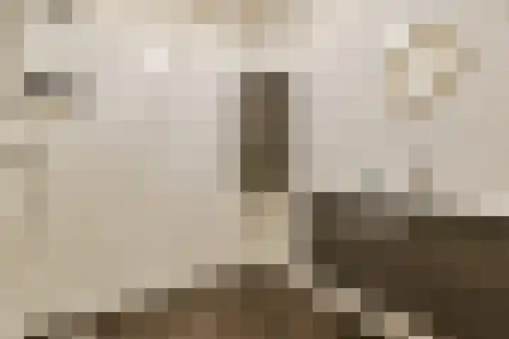 Havikskruid 97 Diemen thumbnail 20