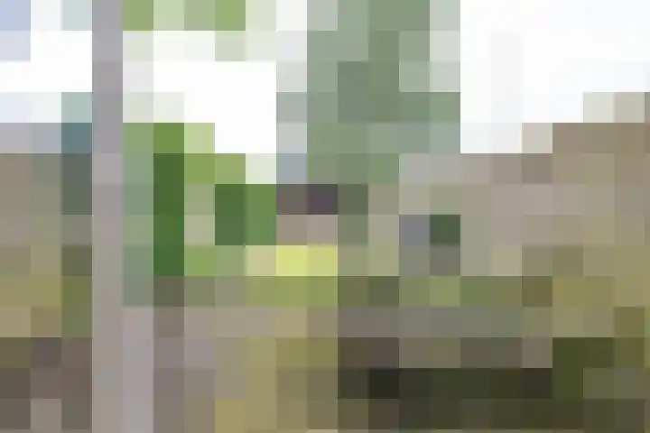 Havixhorst 10 Zuidlaren thumbnail 18
