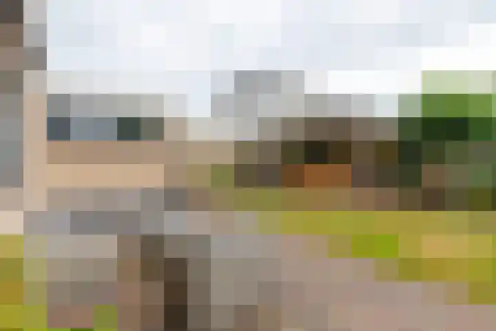 Havixhorst 20 Sleen thumbnail 32