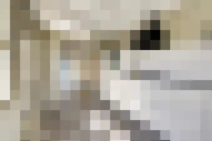 Hazebrouckstraat 17 Fijnaart thumbnail 8