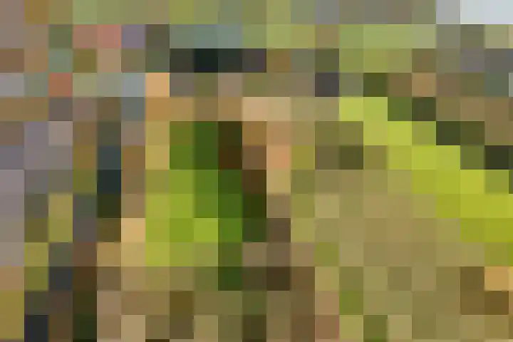 Hazekamp 4 Huissen thumbnail 6