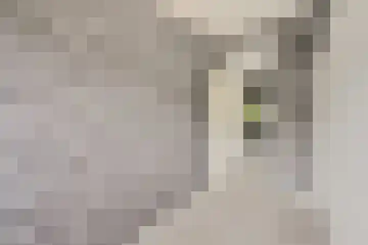 Hazelaar 20 Naaldwijk thumbnail 21