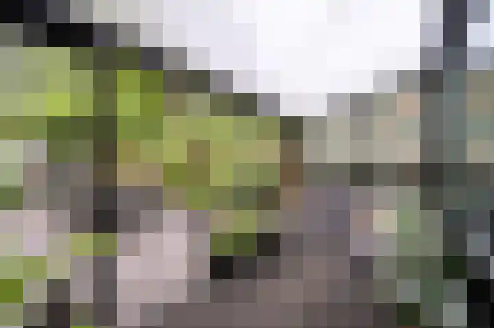 Hazelaar 20 Naaldwijk thumbnail 6