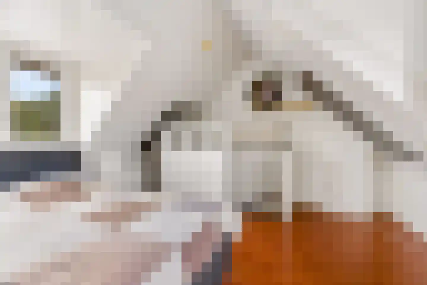 Hazelaar 28 Zeewolde thumbnail 33