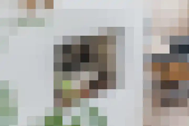 Hazelaar 33 Geldrop thumbnail 9