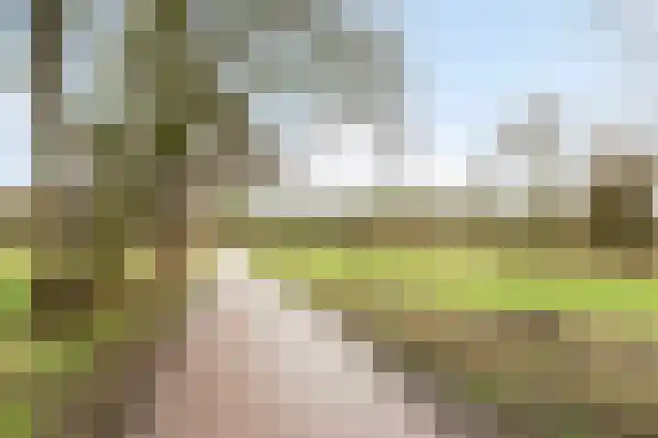 Hazelaar 50 Geldrop thumbnail 36
