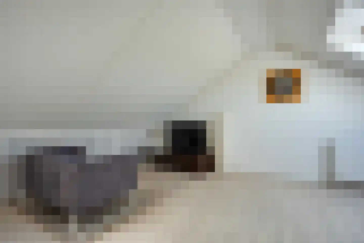 Hazelaarhof 77 Assen thumbnail 24