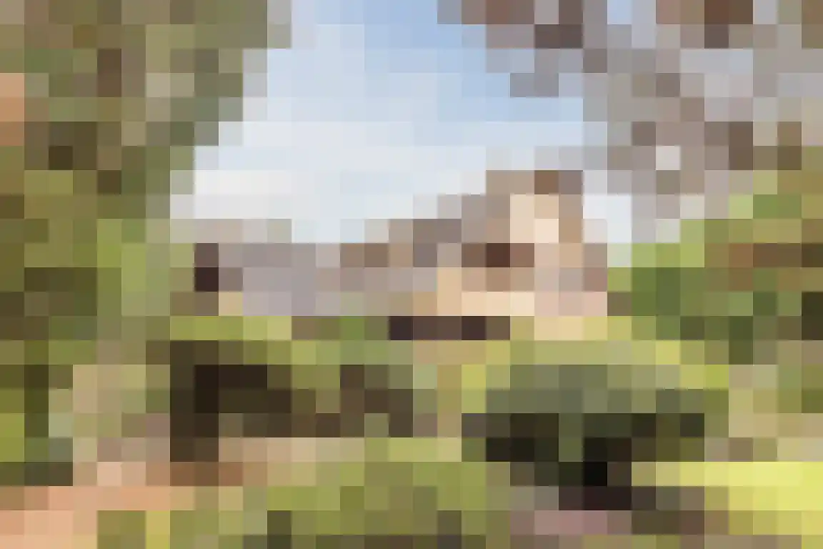 Hazelaarlaan 18 Putte foto 2
