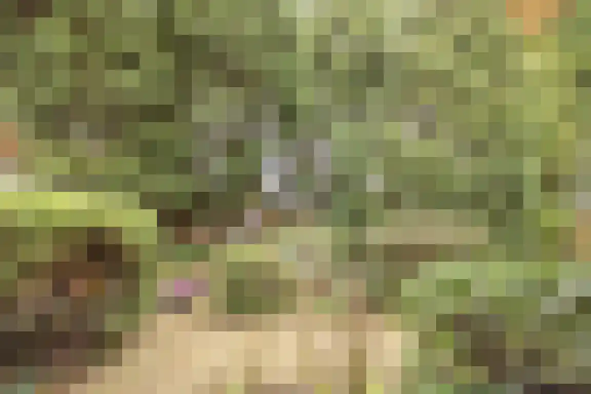 Hazelaarlaan 18 Putte thumbnail 56