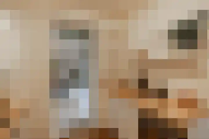 Hazelaarpad 5 Zuidlaren thumbnail 25