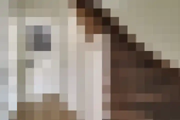 Hazelaarshof 17 Enkhuizen thumbnail 8